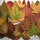Осенние листья сушеные, Природные материалы, Москва,  Фото №1