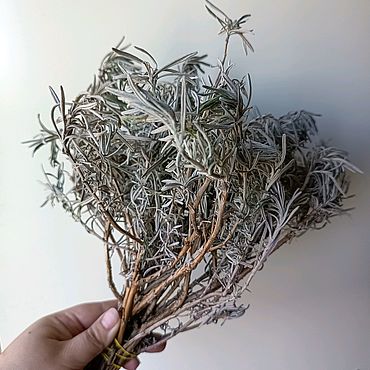 Лаванда веточки стабилизированные и сухоцвет. . Цветы и флористика ручной работы - Ярмарка Мастеров Цветы и флористика ручной работы. Ярмарка Мастеров - ручная работа Лаванда веточки стабилизированные и сухоцвет. Handmade.