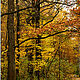 Фотокартина 20×30 см: Осенний пейзаж (№2), авторский фотопринт в раме, Фотокартины, Санкт-Петербург,  Фото №1