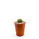 Isolated pictures of cactus Gymnocalycium 9 photos. Photo. merlin-hat (Merlin-hat). Online shopping on My Livemaster.  Фото №2