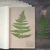 Канцелярские товары handmade. Livemaster - original item Bean herbarium storage kit (20 sheets A3). Handmade.