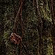   Тайны леса, 3 мл. Духи. Wild Mystery Perfumes. Ярмарка Мастеров.  Фото №5