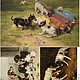 арт. 407 собачки, рисовая бумага для декупажа, Бумага для скрапбукинга, Москва,  Фото №1
