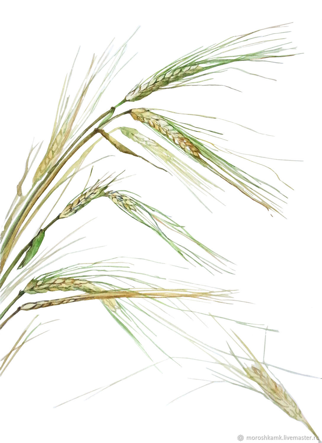 Пшеница акварель