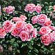 Oil painting Sun in the rose garden impressionism. Pictures. Ирина Димчева. My Livemaster. Фото №6