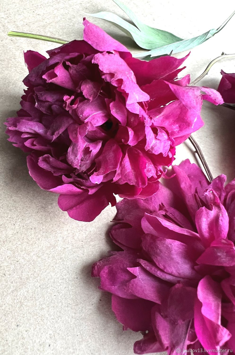 Сухоцветы объёмные пионы ярко розовые-бордовые 3шт набором купить в ...