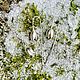 Серьги подснежники - "Galanthus". Серьги-продевки. DERZKAYA MATRЁNA by Darya Kozlova. Ярмарка Мастеров.  Фото №5
