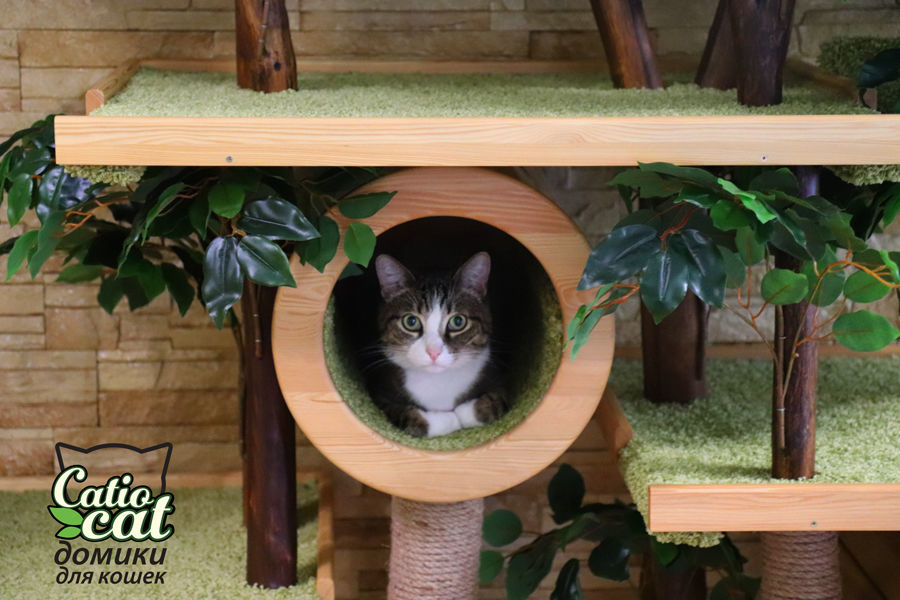 Комплекс домик для кошек — Дерево для кошки Catio Бют в интернет ...