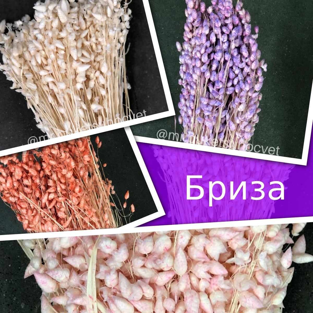 Бриза