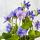 Forest violet. Arrangement in a tin bucket, Composition, Vladivostok,  Фото №1