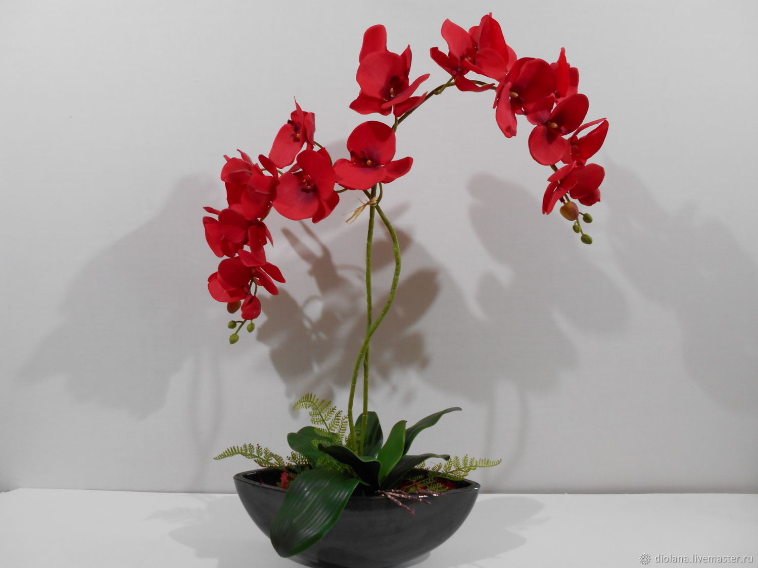 Орхидея фаленопсис красная