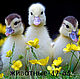 Print for embroidery ribbons - Animals, ducklings, Patterns for embroidery, Chelyabinsk,  Фото №1
