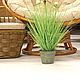 Grass with inflorescence in a metal bucket, Plants, Moscow,  Фото №1