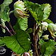 Walnut -Hazel-nut made of polymer clay. Flowers. Marina Zhadan. Online shopping on My Livemaster.  Фото №2