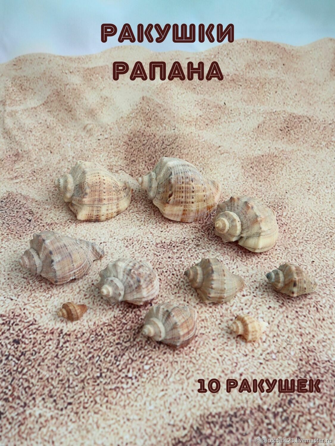 Срез из ракушки Рапаны, 8-9см, 1шт