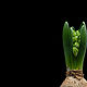 Isolated photos Hyacinth 13 photos. Photo. merlin-hat (Merlin-hat). Online shopping on My Livemaster.  Фото №2