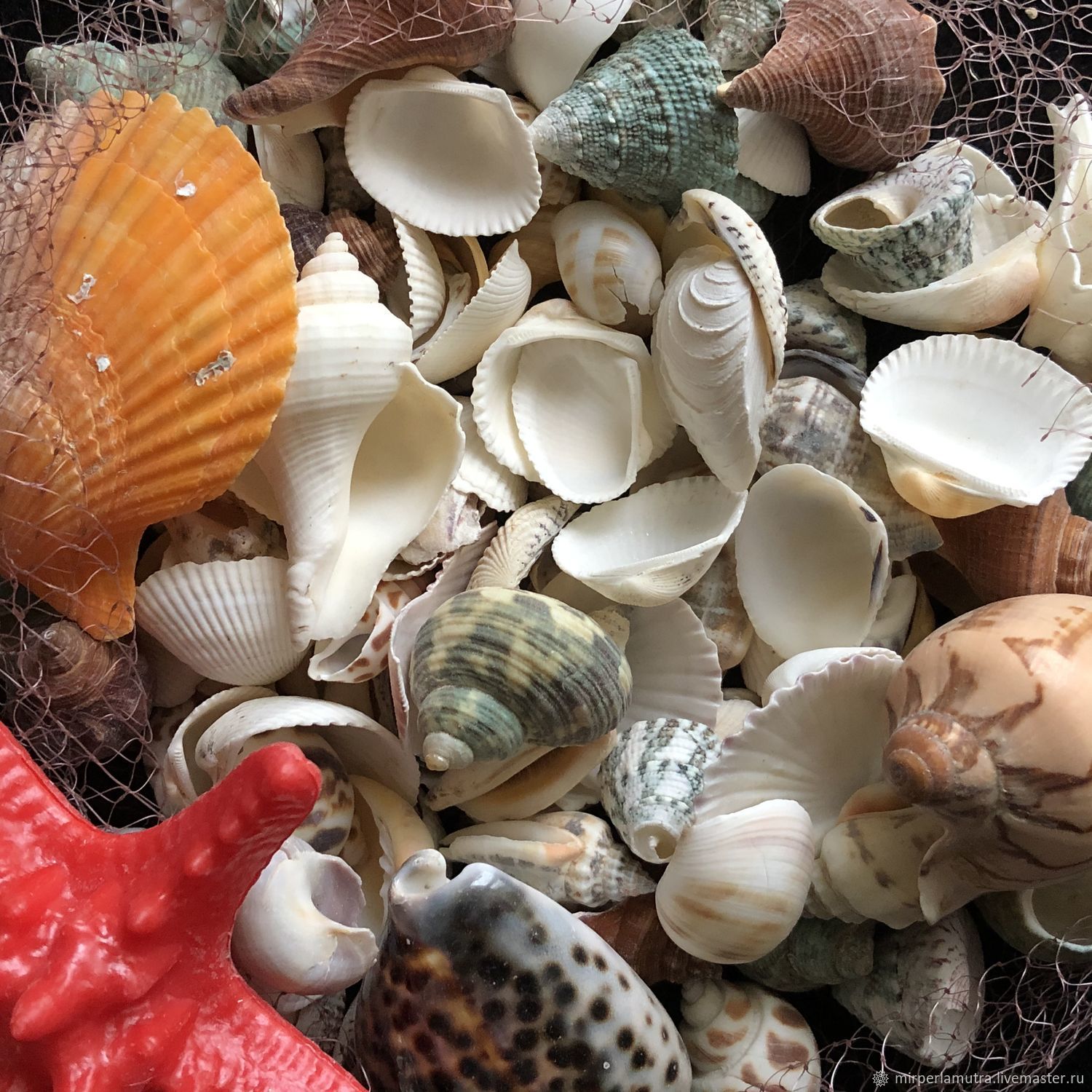 Морские раковины купить. Ракушки морские съедобные. Ракушка декоративная. Коллекция ракушек. Коллекция морских ракушек.