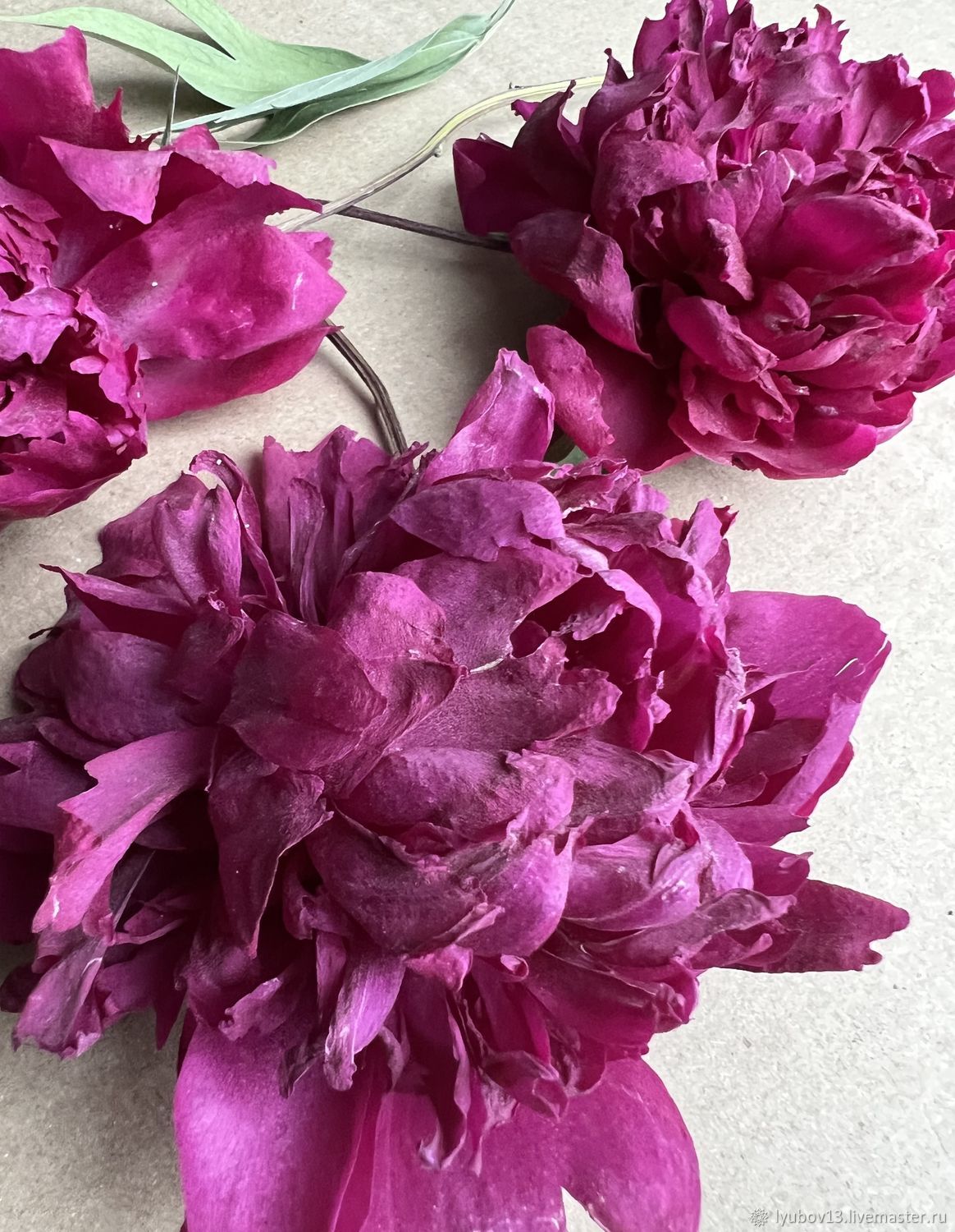 Сухоцветы объёмные пионы ярко розовые-бордовые 3шт набором купить в ...