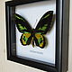 Заказать Бабочка Птицекрылка Ротшильда Ornithoptera rothschildi. Андрей Комраков (babochki111). Ярмарка Мастеров. . Картины Фото №3