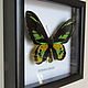Бабочка Птицекрылка Ротшильда Ornithoptera rothschildi. Картины. Андрей Комраков (babochki111). Интернет-магазин Ярмарка Мастеров.  Фото №2