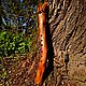 Флейта Индейцев Пимак (D/Low) ~ Древний Дракон/Native American Flute D. Флейты. JIva Ljos. Ярмарка Мастеров.  Фото №5