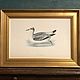 Винтаж: 1855 GREY PHALAROPE Старинная гравюра в деревянной раме из Европы. Картины винтажные. VERY GOOD DAY. Интернет-магазин Ярмарка Мастеров.  Фото №2