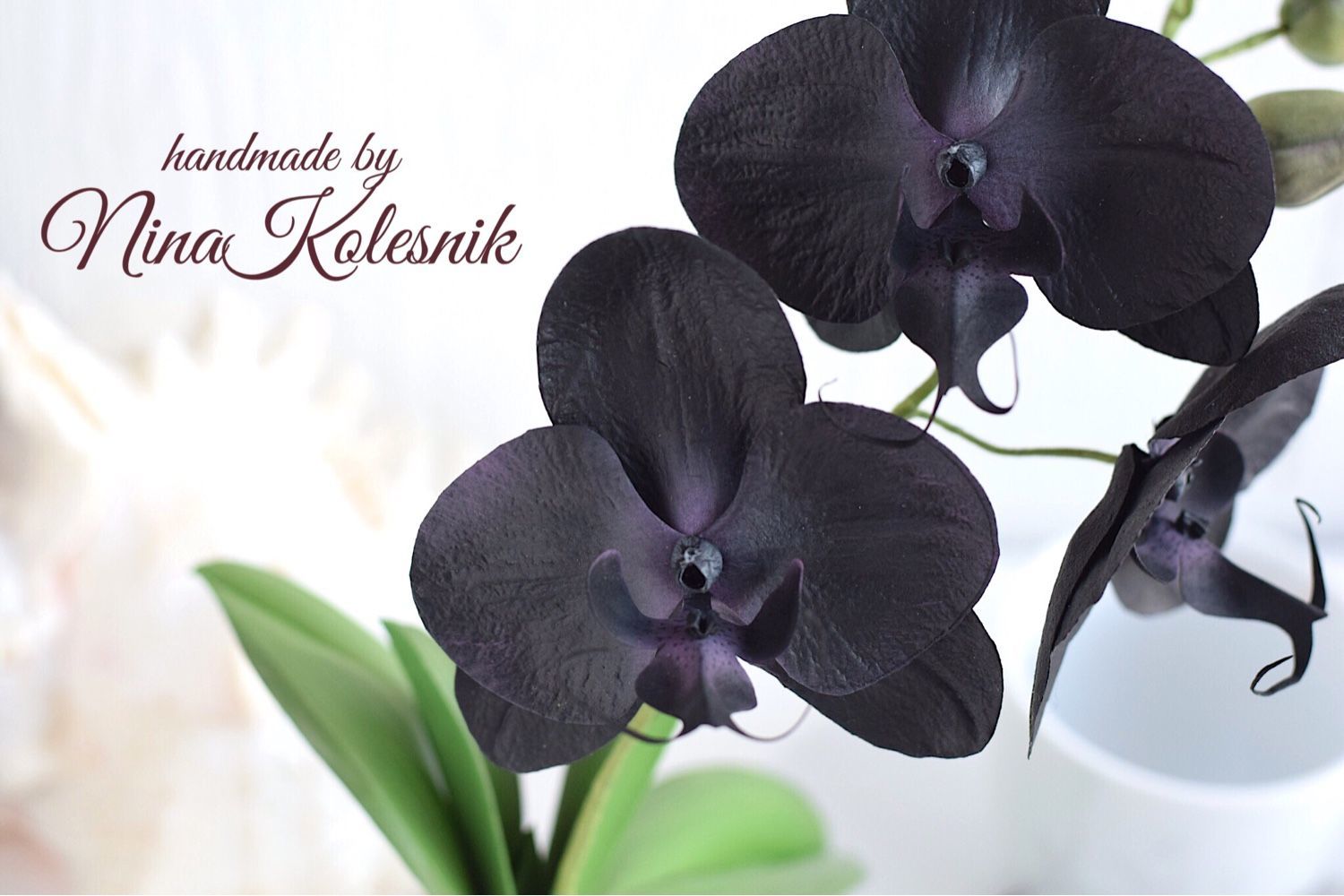 Shop by category Phalaenopsis and other orchids respond quickly to anything amiss in their environment. Black spots are one of the trouble signs. The first step in treating the dark.
