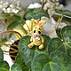 Bunny ' microbeak', Stuffed Toys, Lipetsk,  Фото №1