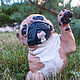 French bulldog figurine 24 cm, Portrait Doll, Krasnodar,  Фото №1