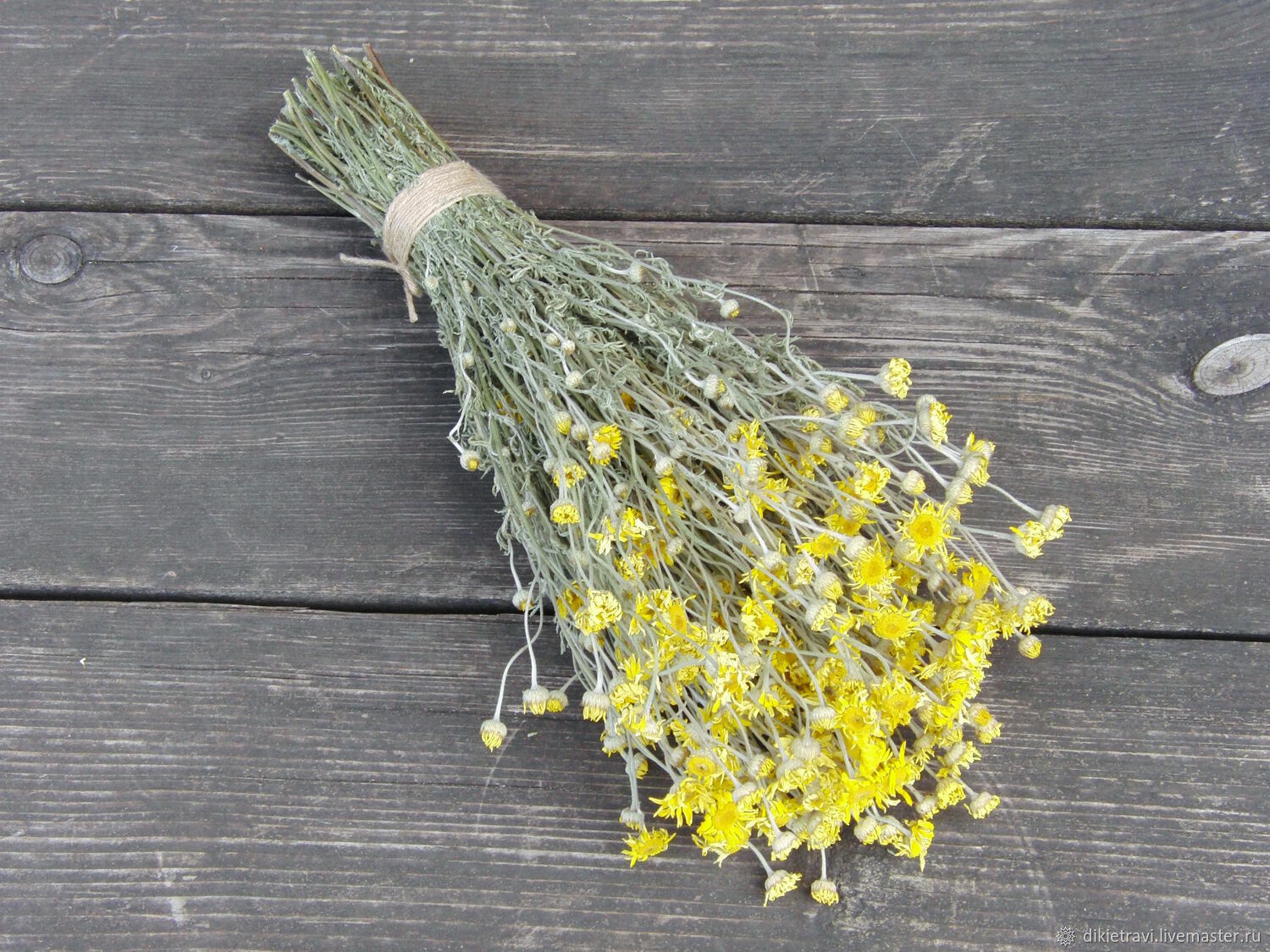 Пупавка красильная (желтоцвет, кота, антемис). Букеты. Цена за 1 букет ...