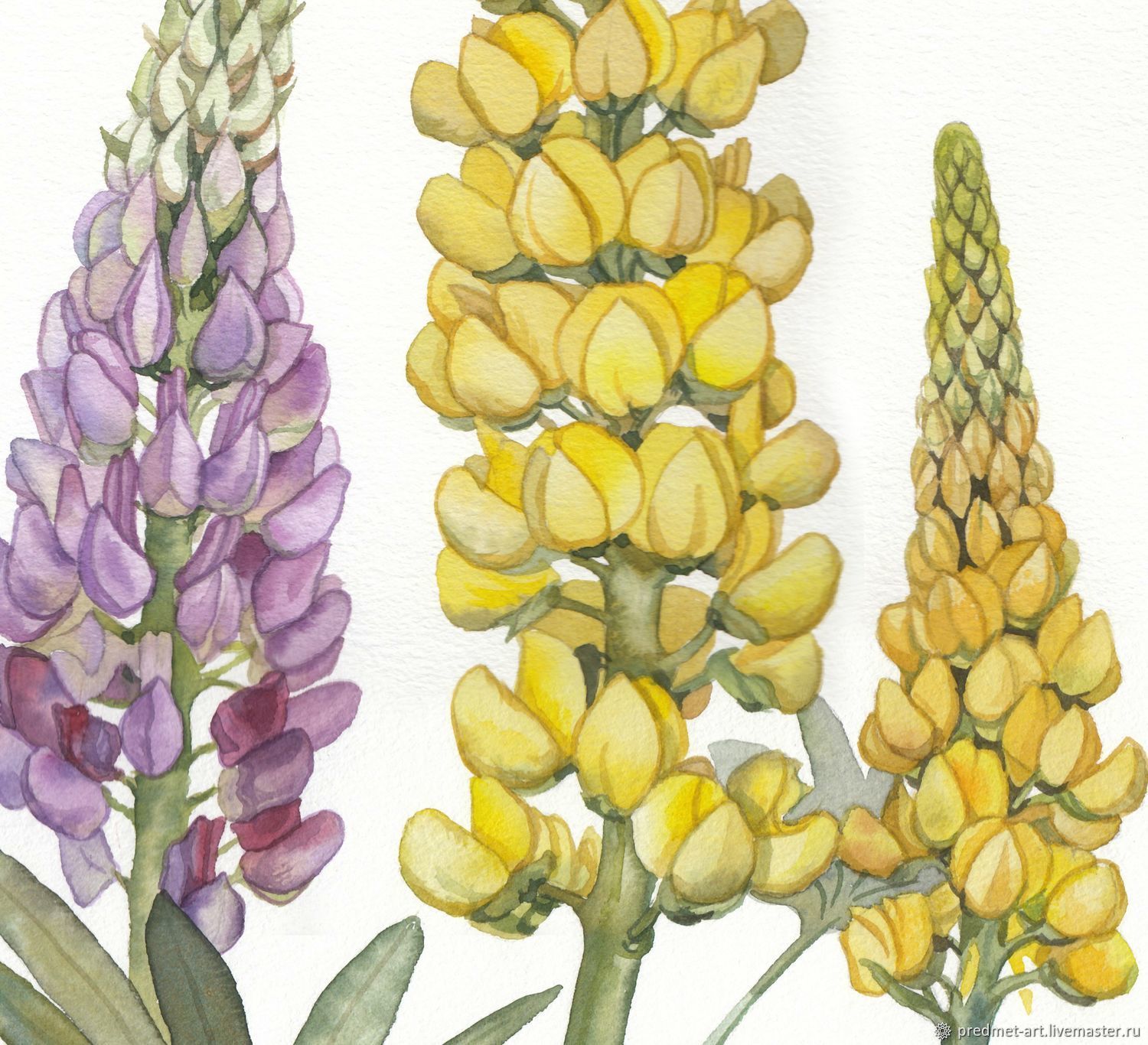 Как сделать люпин. Lupinus polyphyllus. Люпин многолистный ботаника. Люпин узколистный деко 2. Люпин Ботаническая иллюстрация.