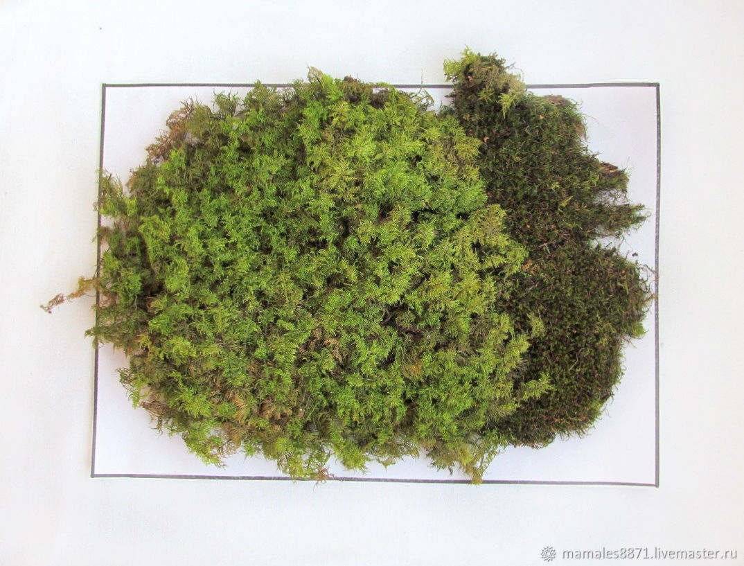 Сфагнум для черепах. Мох сфагнум в аквариуме с рыбками. Мох сфагнум. Китайский мох. Королевский ягель.