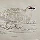 Заказать Винтаж: Антикварная ксилография 1853 года. BERËZA ANTIQUES. Ярмарка Мастеров. . Картины винтажные Фото №3
