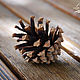 Pine cones, 10 PCs, Natural materials, Moscow,  Фото №1