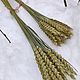 Пшеница крупная и средняя, 20 шт, Цветы сухие и стабилизированные, Черемшанка,  Фото №1
