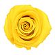 Стабилизированный Бутон розы "Bright Yellow" (Standard). Цветы сухие и стабилизированные. Flority. Интернет-магазин Ярмарка Мастеров.  Фото №2