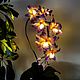 Flower-nightlight orchid 'Lilu', Nightlights, Surgut,  Фото №1