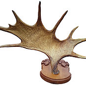 Для дома и интерьера handmade. Livemaster - original item The horn of a moose on a medallion of solid beech wood, handmade. Handmade.