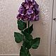 Интерьерный цветок, Цветы, Новомосковск,  Фото №1