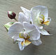 Орхидеи белые 'Фаленопсис цветы из шелка брошь заколка, Цветы, Нижний Новгород,  Фото №1