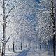 Alley in winter Park, Pictures, Moscow,  Фото №1