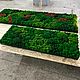 Заказать Фитопанно из мха 120*45см. Green.Box. Ярмарка Мастеров. . Фитокартины Фото №3