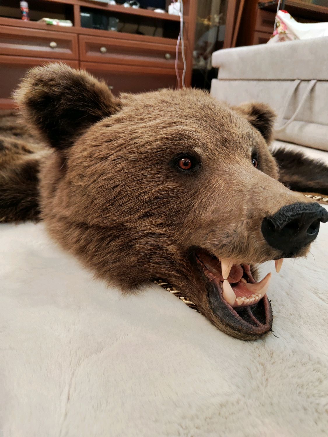 Шкура медведя - фото онлайн на вторсырье-м.рф