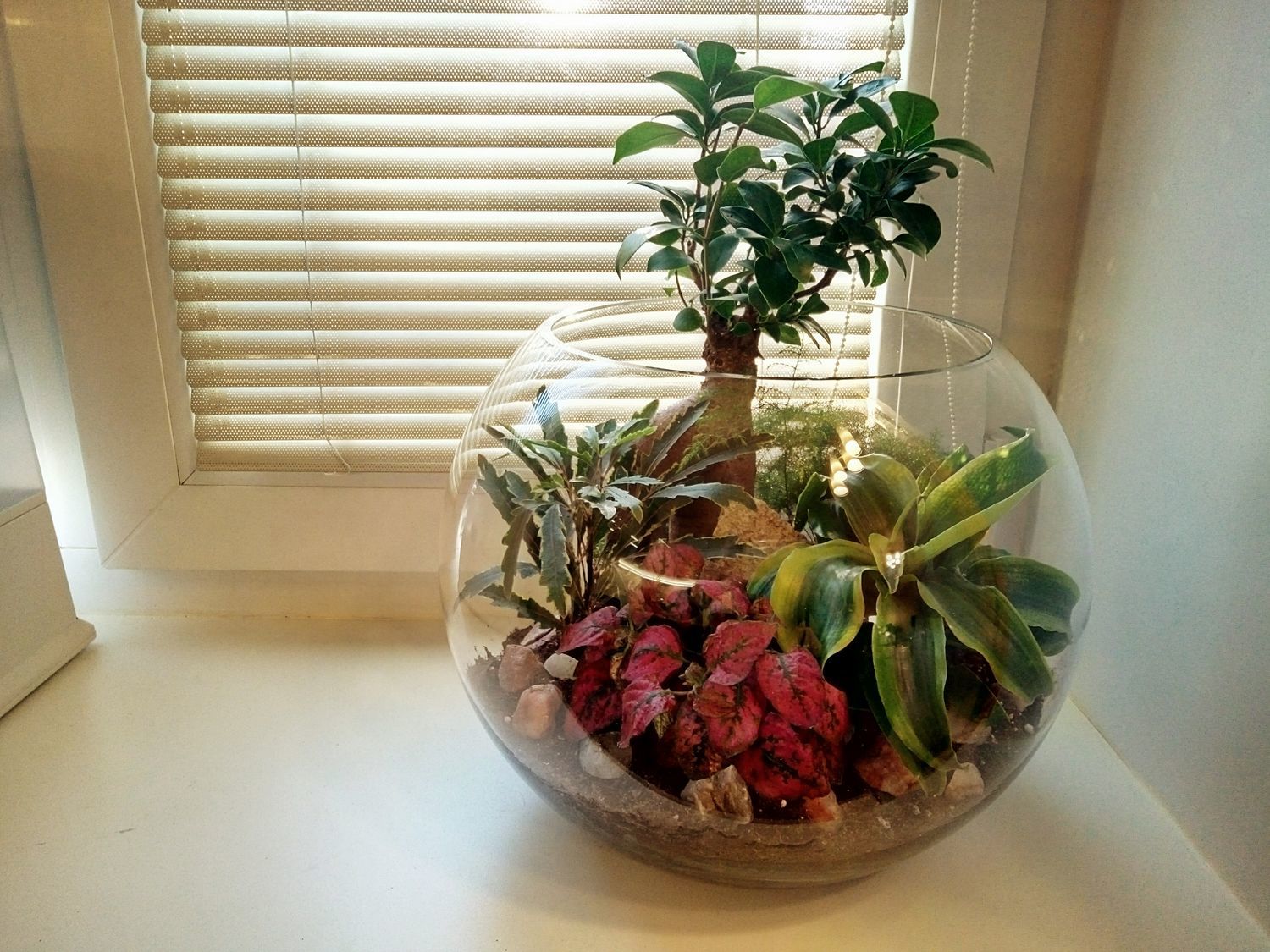 Флорариум с бонсаем в интернет-магазине на Ярмарке Мастеров | Бонсай ...