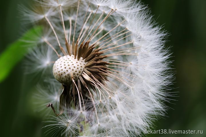 Dandelion seeds (the parachutes), Natural materials, Irkutsk,  Фото №1