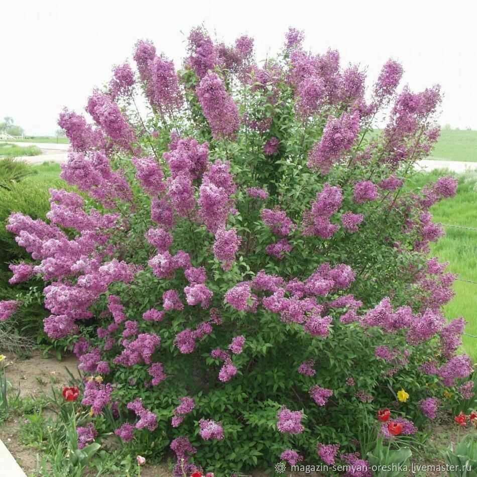 Сирень китайская (Syringa chinensis) «Saugeana»