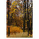 Фотопринт 30×45 см: Осенний пейзаж (№1), авторский фотопринт. Фотокартины. Фотокартины и живопись ArTrio Studio. Интернет-магазин Ярмарка Мастеров.  Фото №2