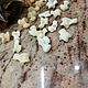 Заказать Набор для рун из Альчишек Лисы (3). Aмур Sobolini. Ярмарка Мастеров. . Руны Фото №3