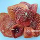 Мухомор красный 100 г, Консоли, Мирный,  Фото №1
