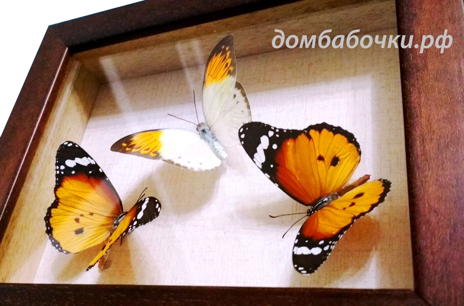 Картина 28*23 см пять бабочек рамка узор